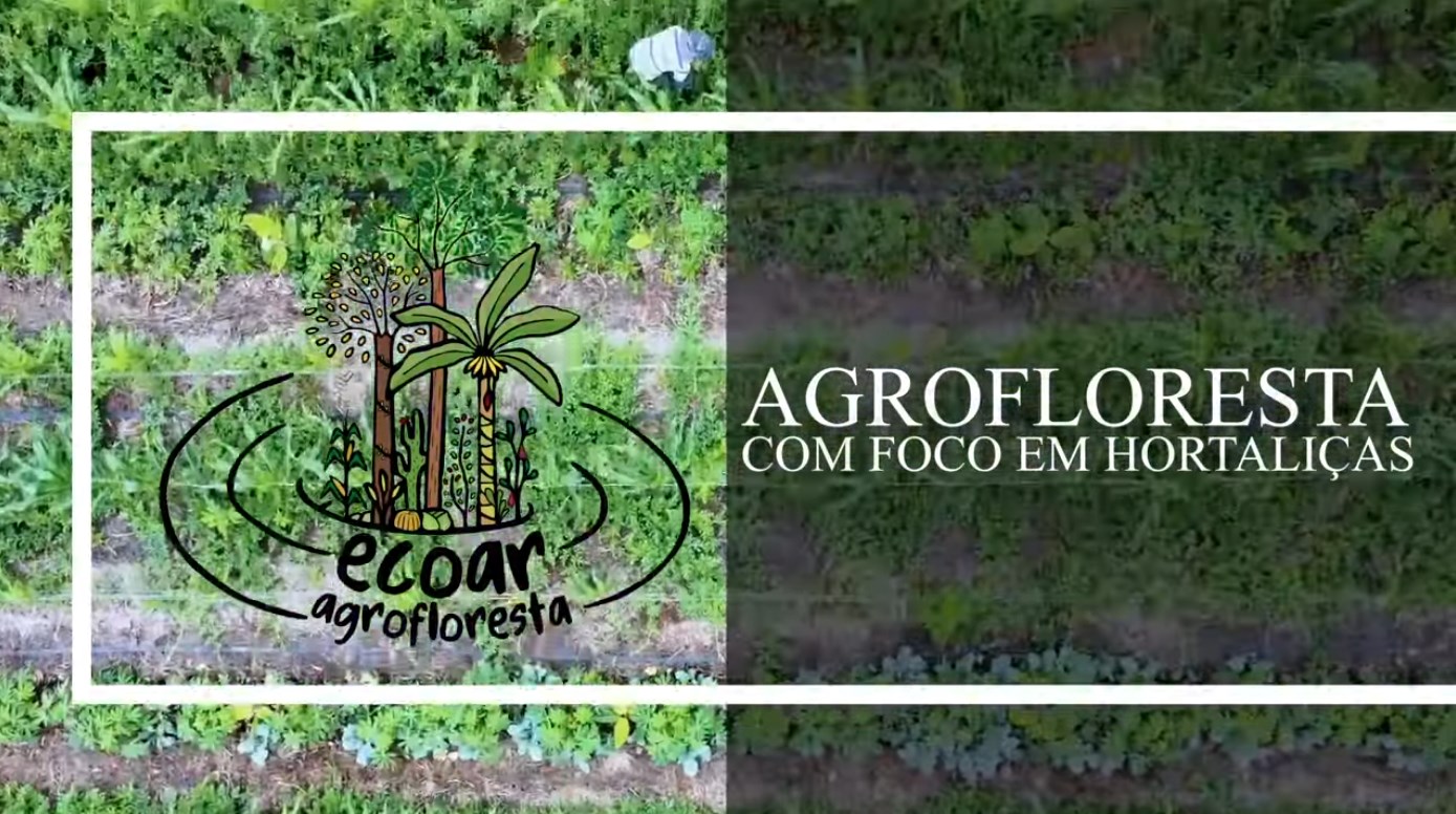 Aprenda a plantar uma agrofloresta com foco em hortaliças