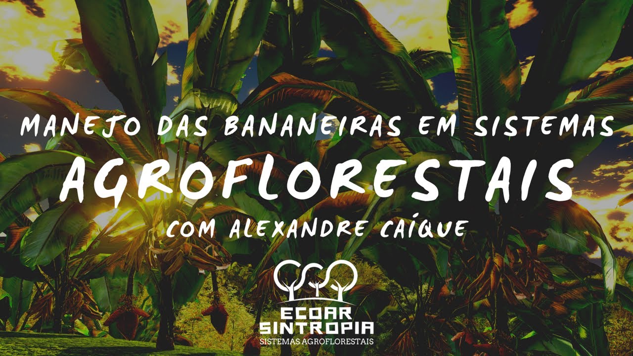 Manejo das bananeiras em sistemas agroflorestais