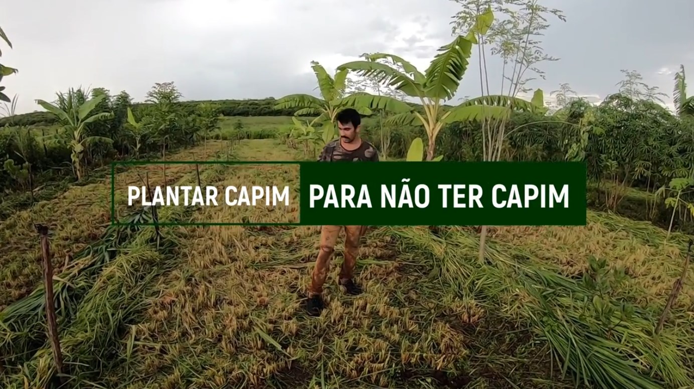 Plantar capim para não ter capim na agrofloresta