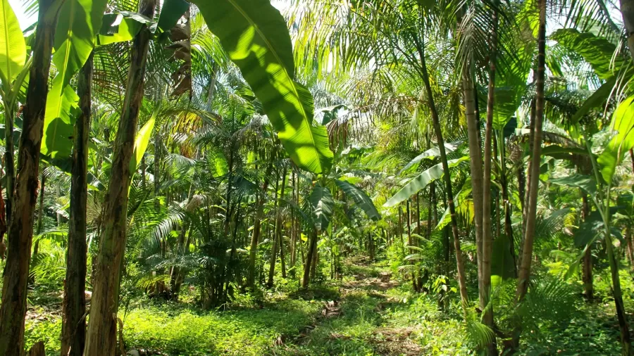 Plataforma de inteligência agroflorestal promete transformar setor